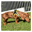 Arn&eacute;s X-TRM Neo para Perros Negro y Amarillo para perro, detalle