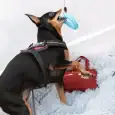 Perro jugando y mordiendo un mordedor dental de anillo azul Only Fresh