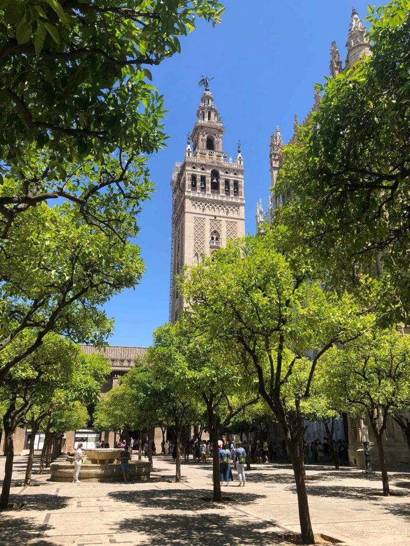 Колокольня собора и апельсиновые деревья в Севилья