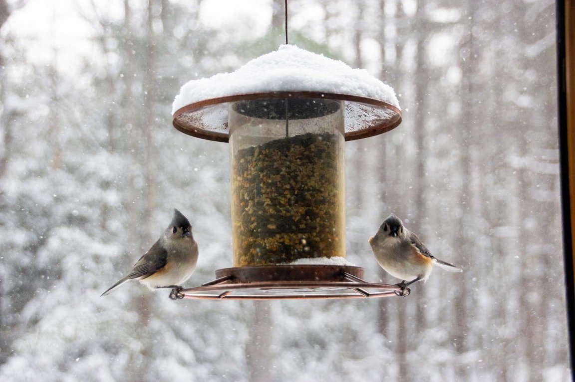 What Bird Seed to Use in Winter