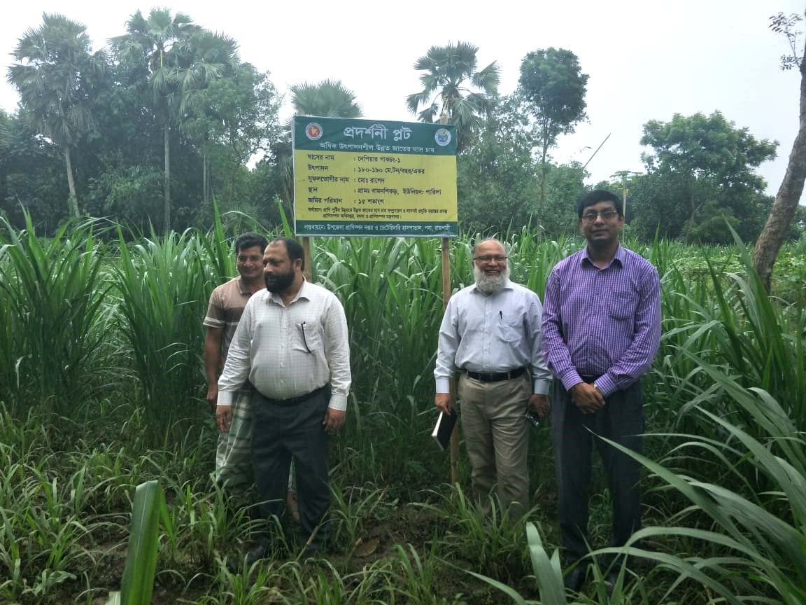 পবায় গবাদি পশুর খাদ্য নেপিয়ার পাকচং ঘাস চাষে ঘটেছে বিপ্লব লাভবান হচ্ছে কৃষক !