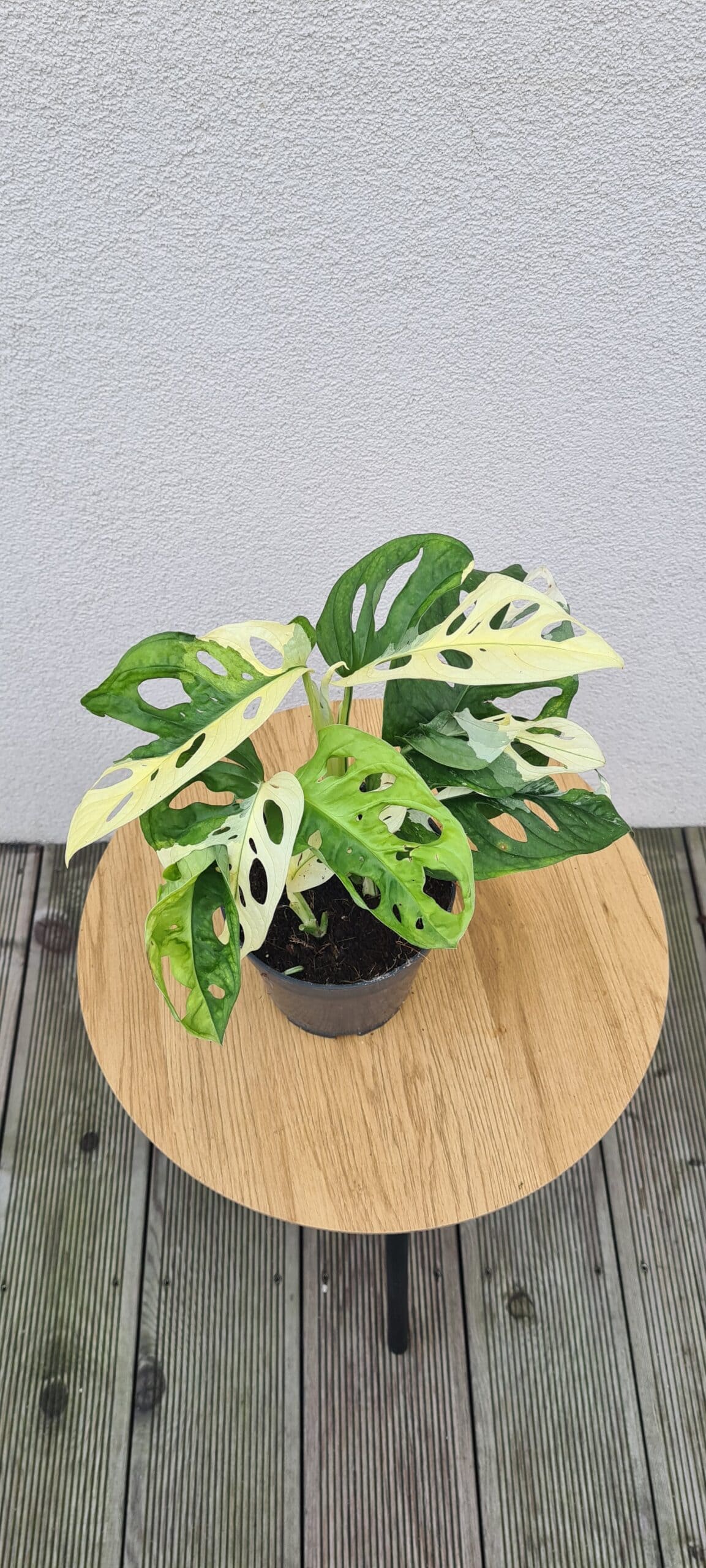 Monstera w doniczce