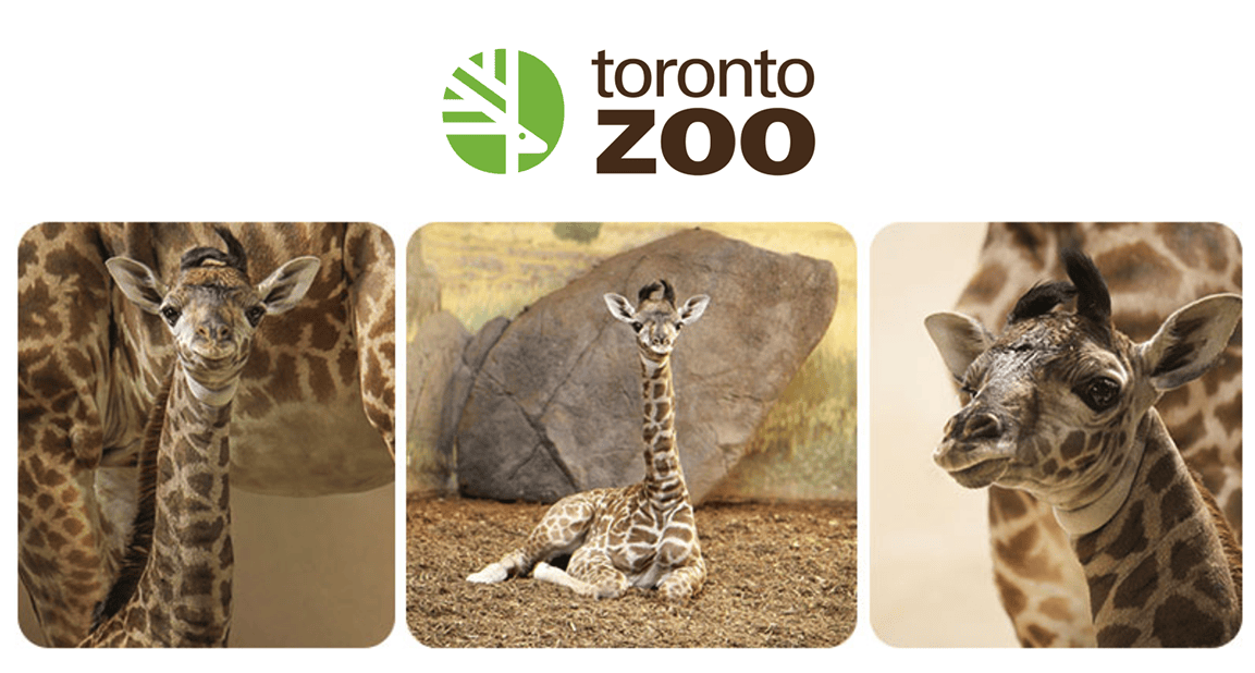 Toronto Zoo Shares Incredible Video of Birth of Masai Giraffe Calf!
