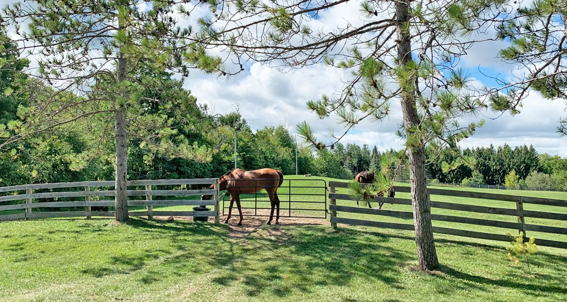 Ontario announces support for horse businesses impacted by COVID-19