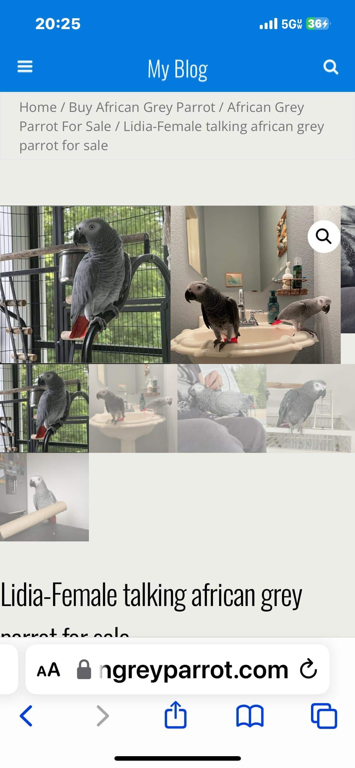Pictures of Exotic Bird Scams