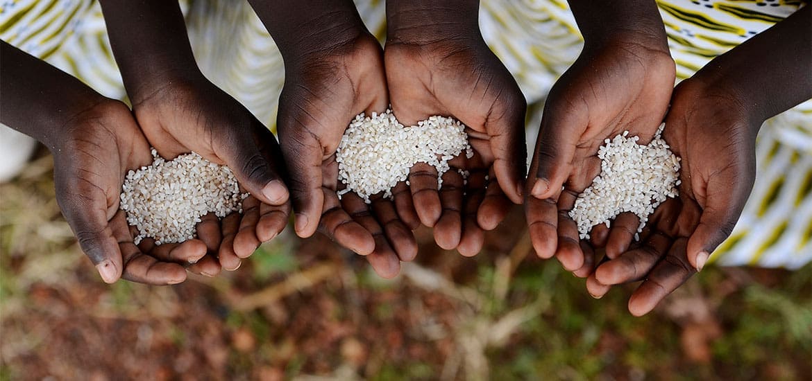 Three hands holding small amounts of rice, symbolizing food security and livelihoods in Africa.