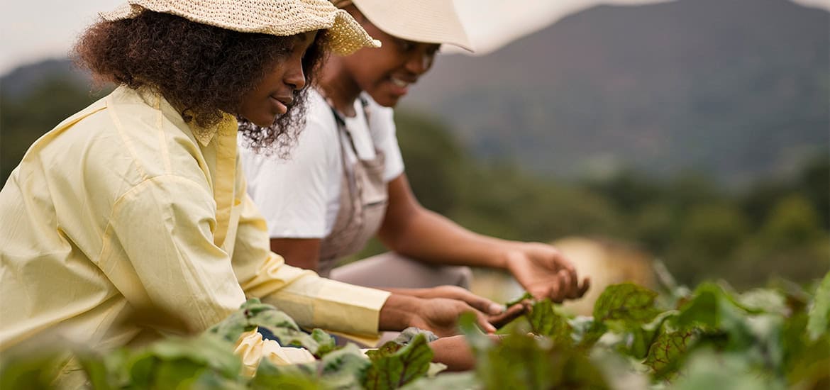 Women working in a farm, inspecting crops in an outdoor setting.