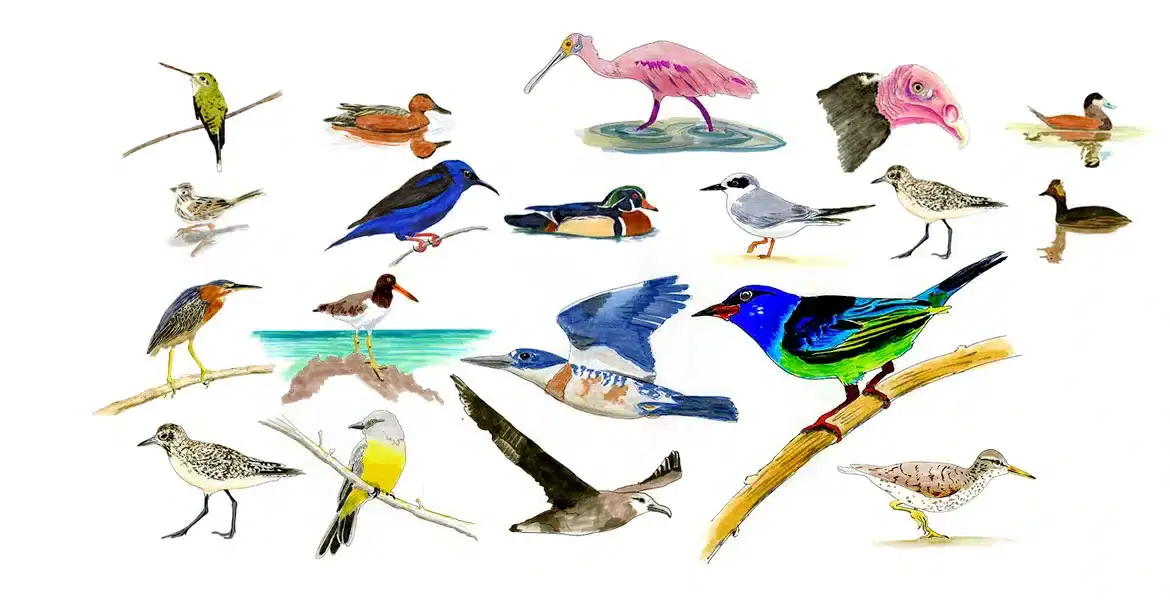 Birds Species