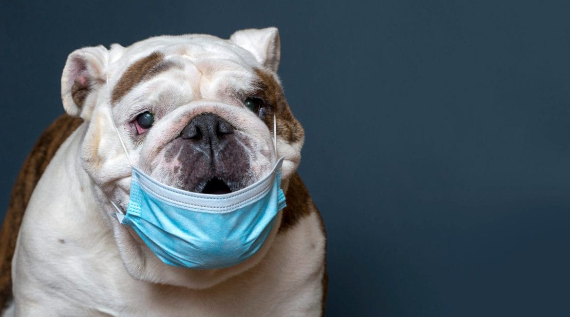 Attorney Adam Miller wearing a mask, fist-bumping a client in a Houston law office