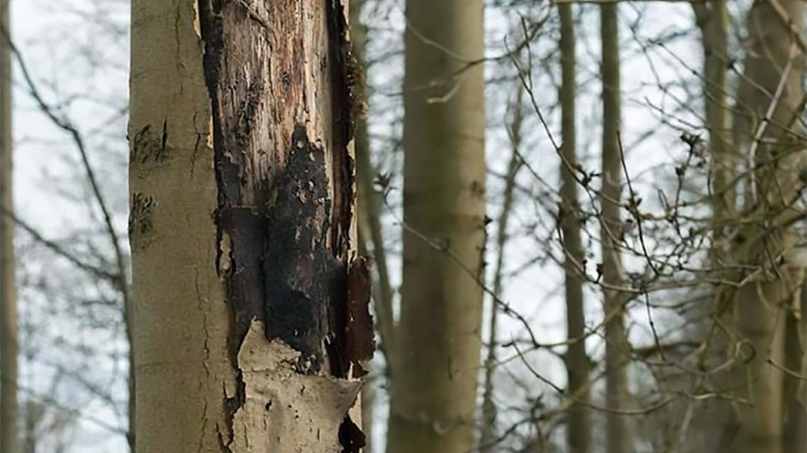 Ash Dieback