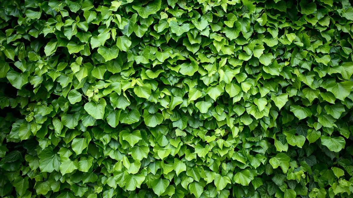Ivy Severing & Removal
