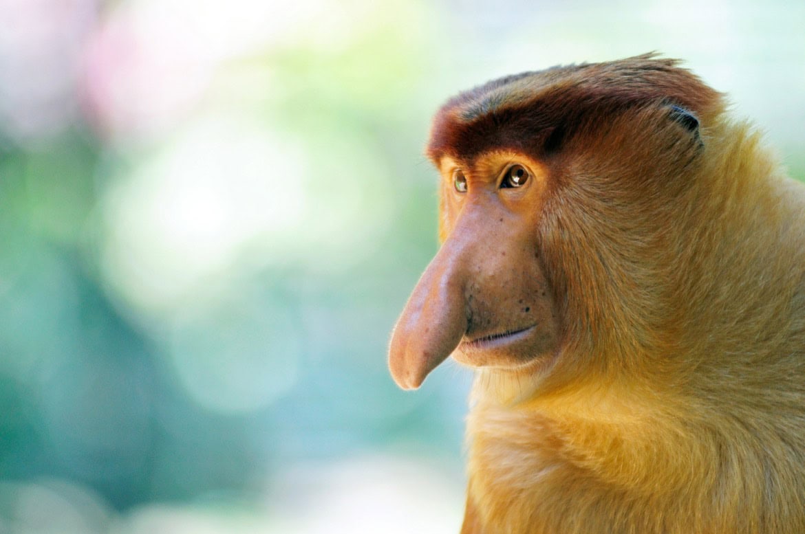 Portrait of male proboscis monkey in Sabah Borneo, Malaysia.