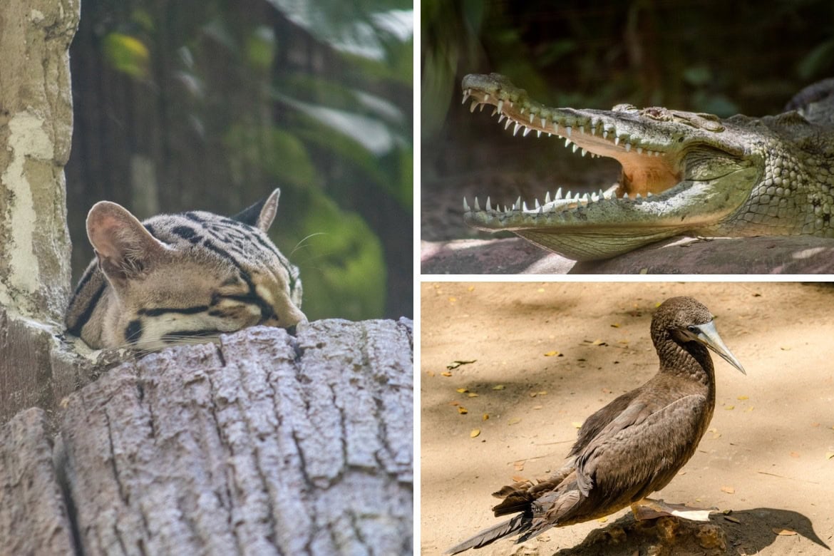 Fun things to do in Puerto Viejo, Costa Rica- visit the Jaguar Rescue Centre