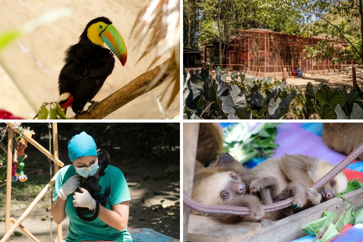 Fun things to do in Puerto Viejo, Costa Rica- visit the Jaguar Rescue Centre