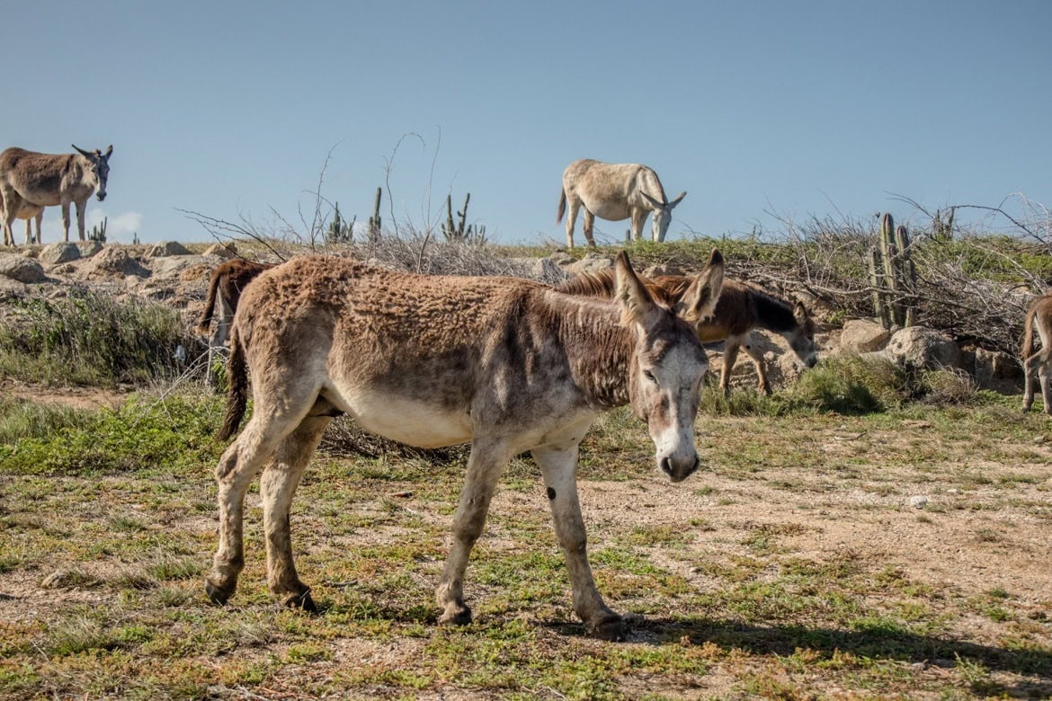 Donkeys in Aruba