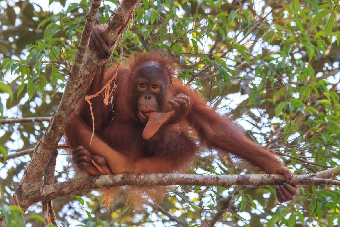 Young Orangutan in Borneo, Malaysia