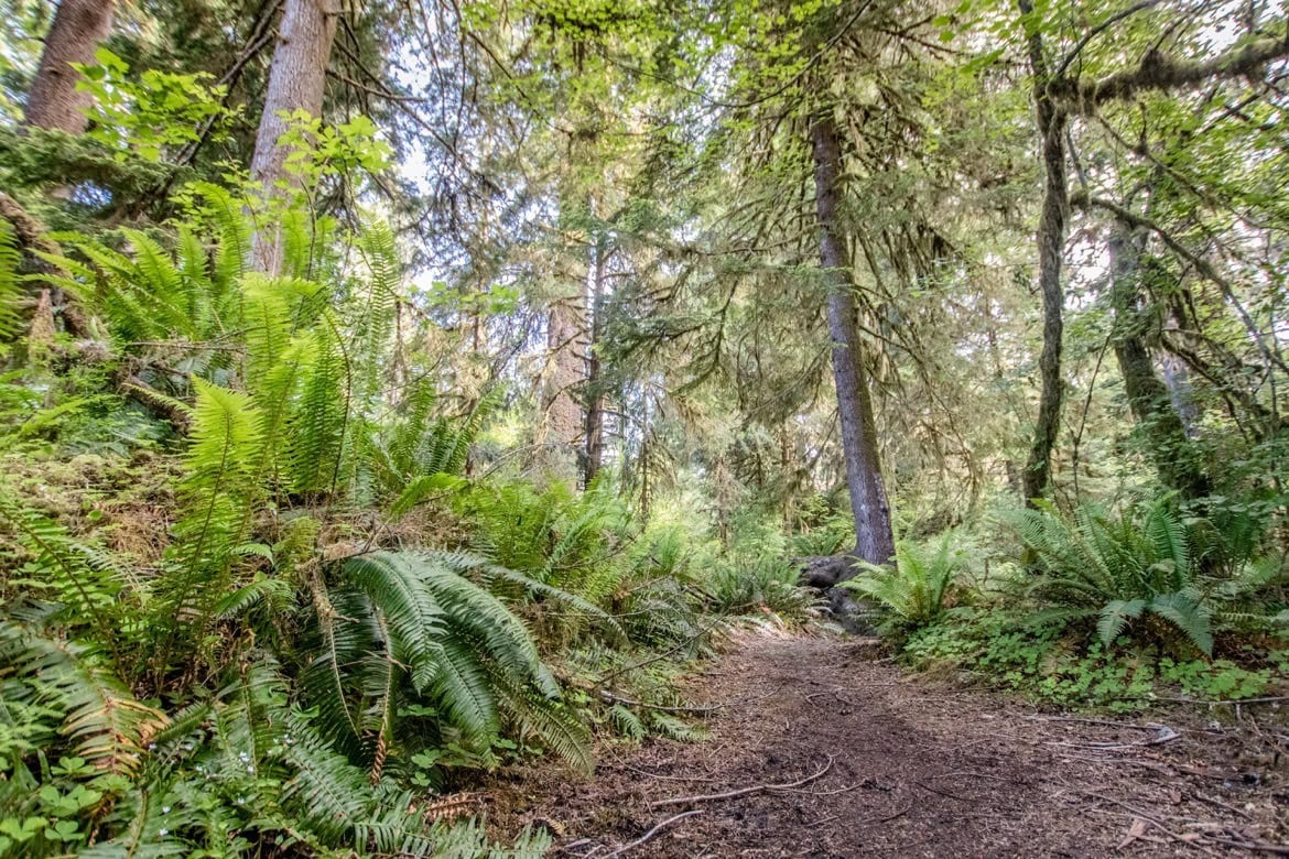 The Hall of Mosses in the Hoh Rain Forest, Olympic National park