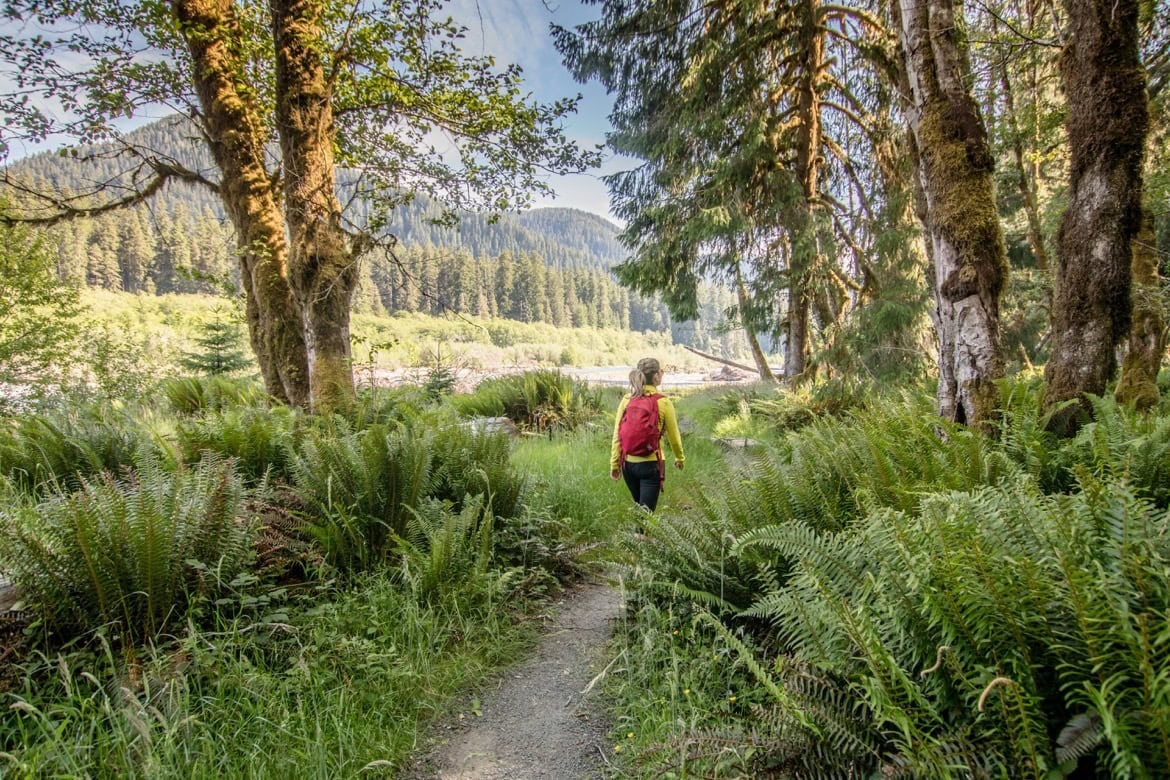 The Hall of Mosses in the Hoh Rain Forest, Olympic National park