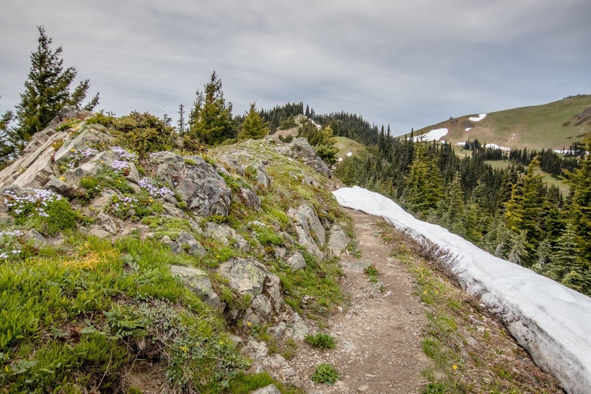 Hiking Hurricane Ridge is one of the best things to do in Olympic National Park