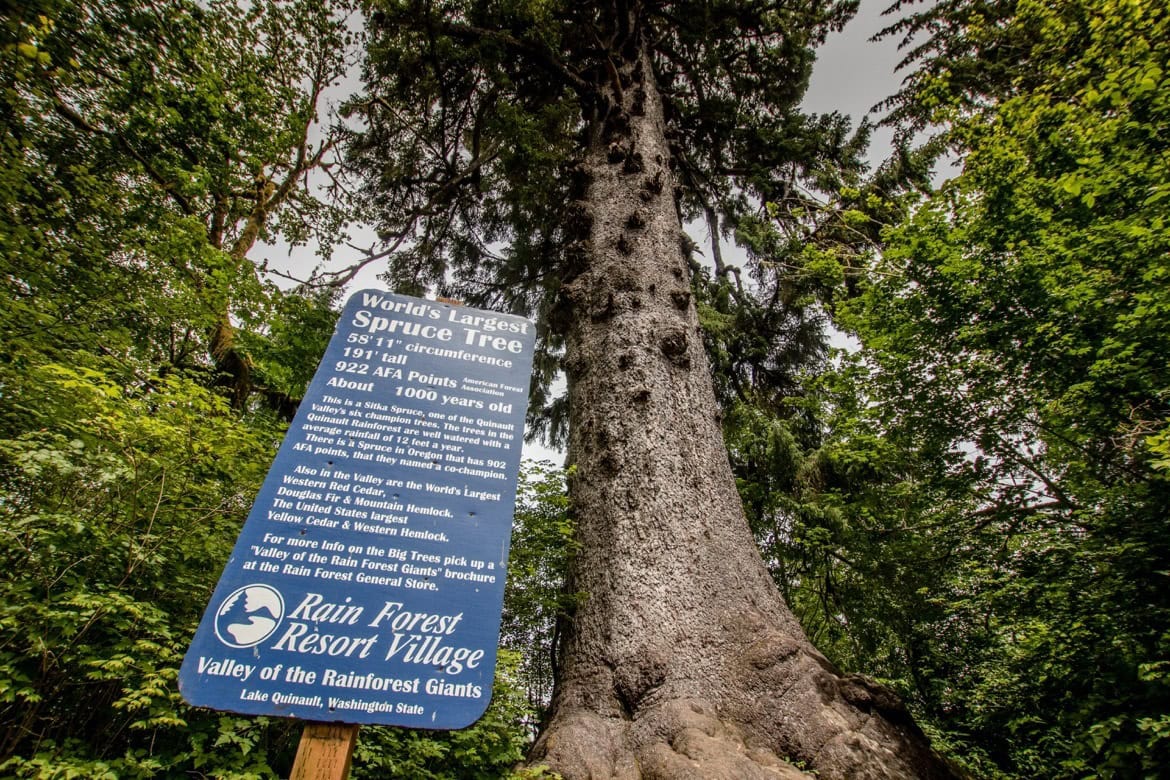 The world's largest Sitka Spruce tree is in the Olympic National Park in Washington