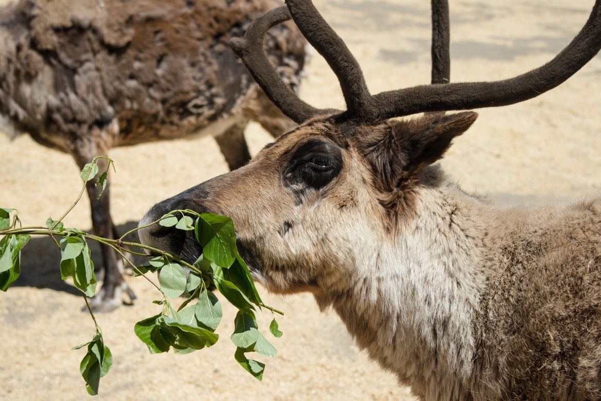 Leavenworth Reindeer Farm