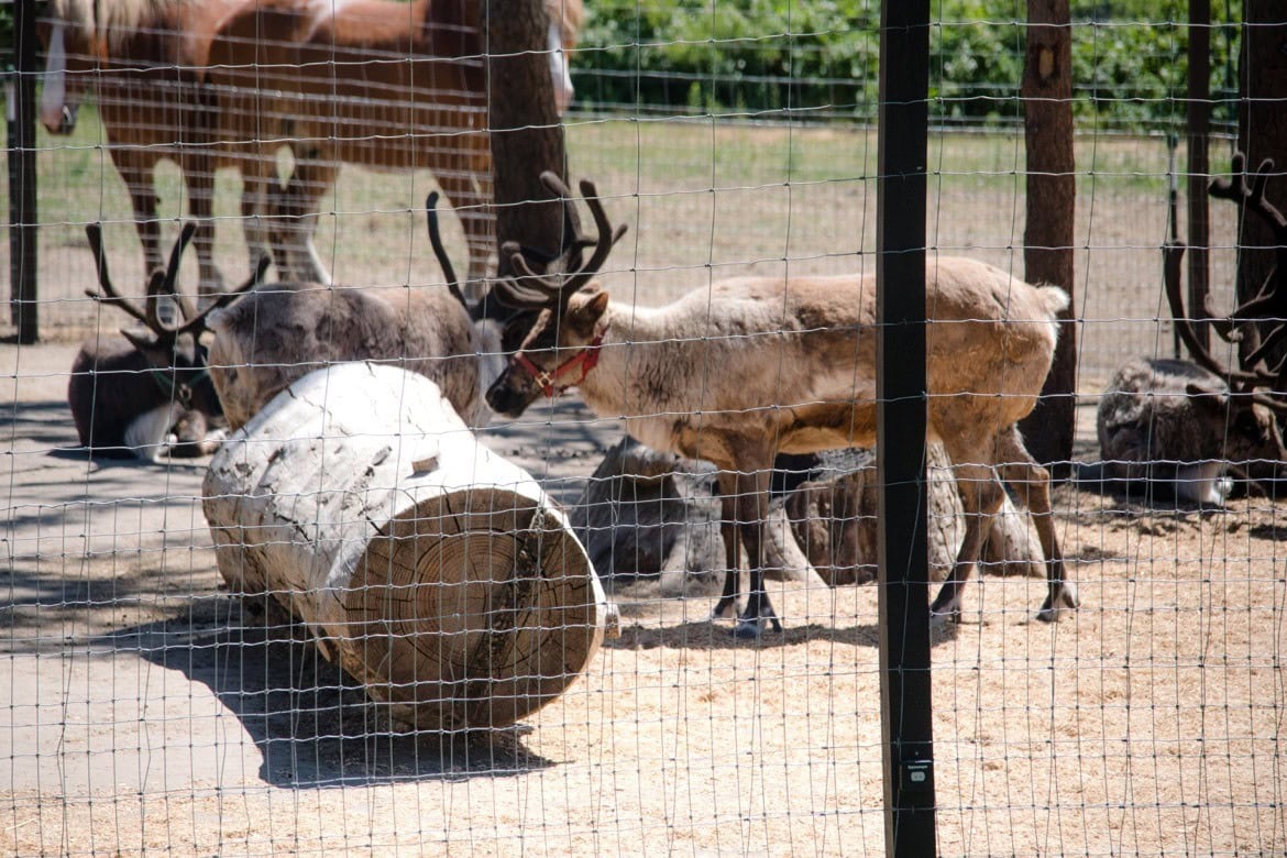 Leavenworth Reindeer Farm