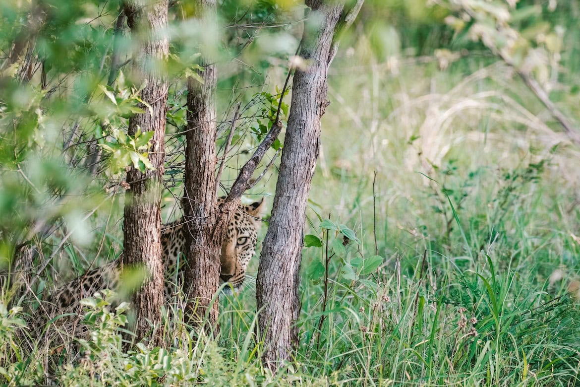 A leopard in Karongwe Private Game Reserve, South Africa