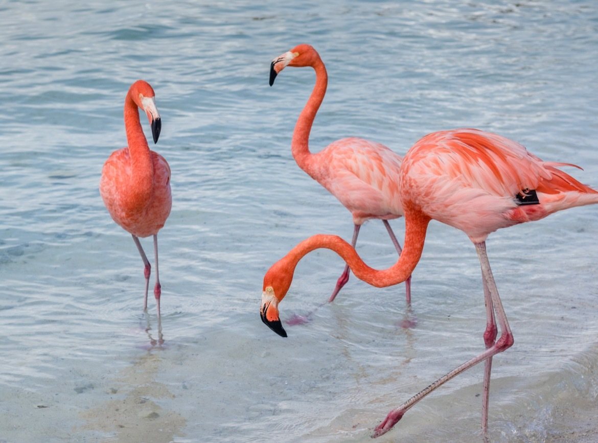 Aruba flamingos