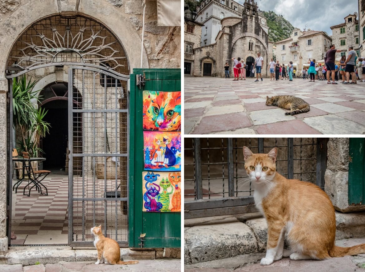 The cats of Kotor, Montenegro