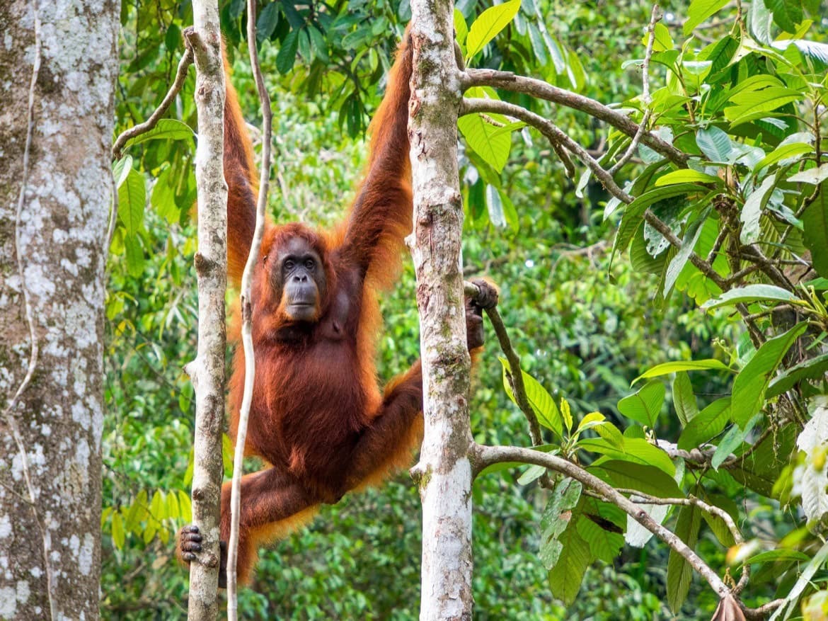 Borneo itinerary