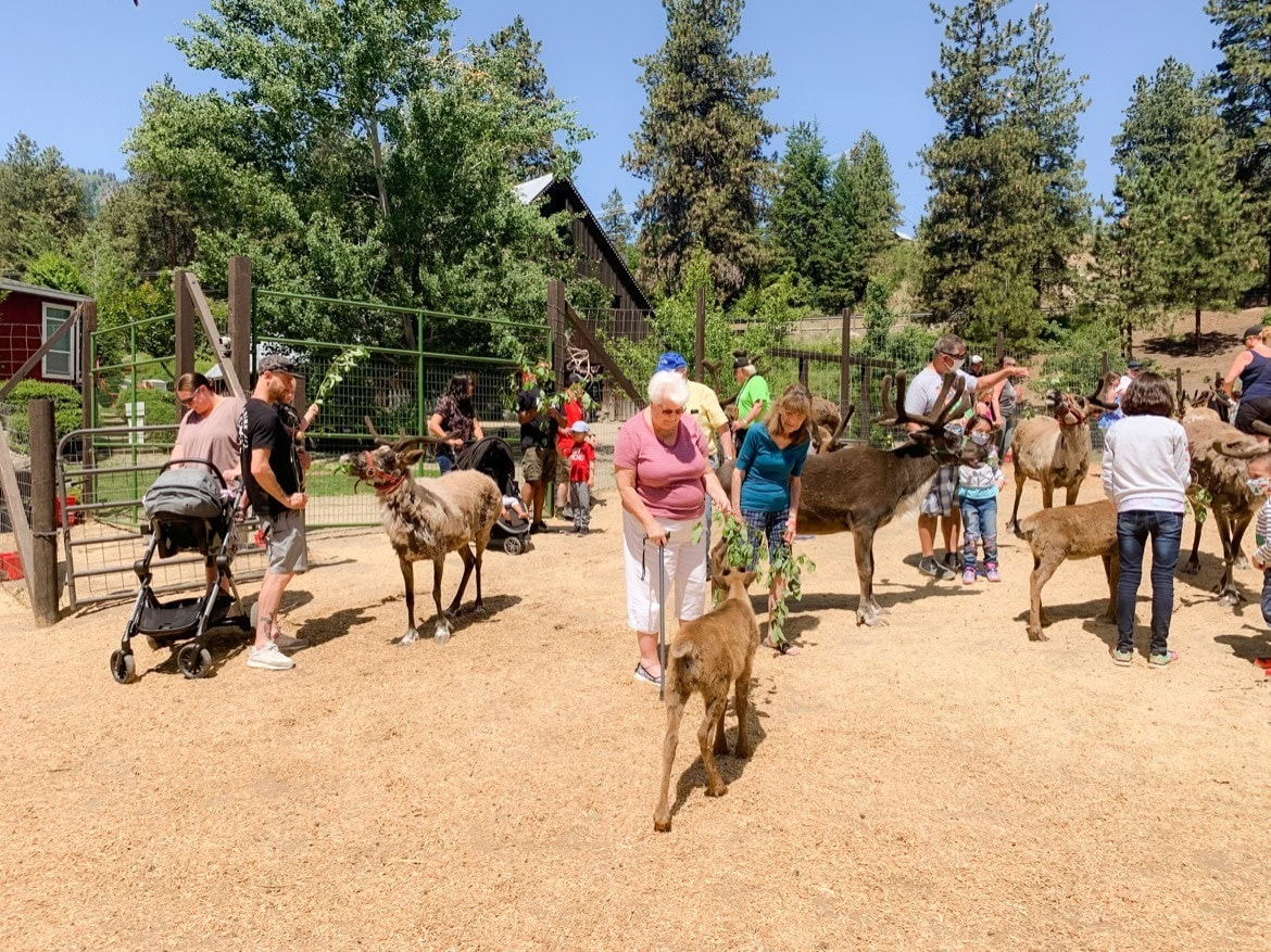 Leavenworth Reindeer Farm