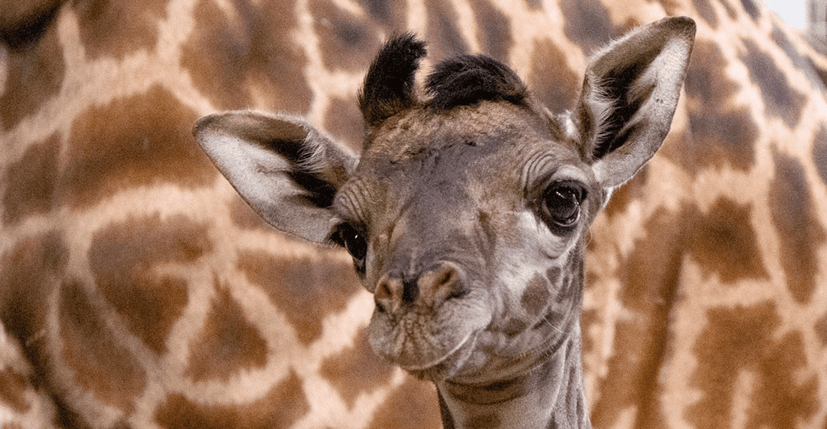 It’s a boy! Toronto Zoo welcomes birth of Masai Giraffe