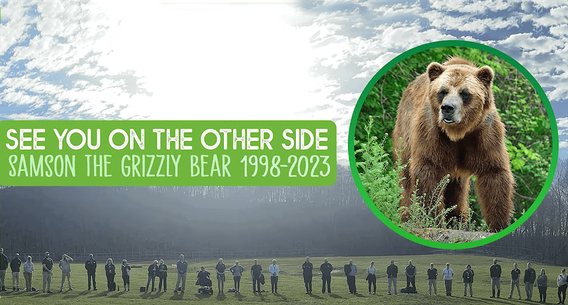 Toronto Zoo and friends bid spiritual farewell to Grizzly Bear, Samson – watch ceremony