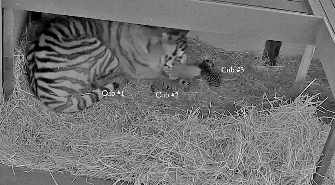 CUTE ALERT! Toronto Zoo announces birth of 3 endangered AMUR TIGER CUBS