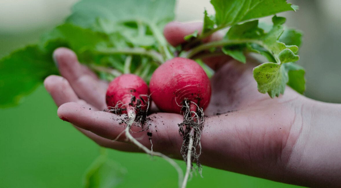 Toronto garden allotments can open early but no water service until May