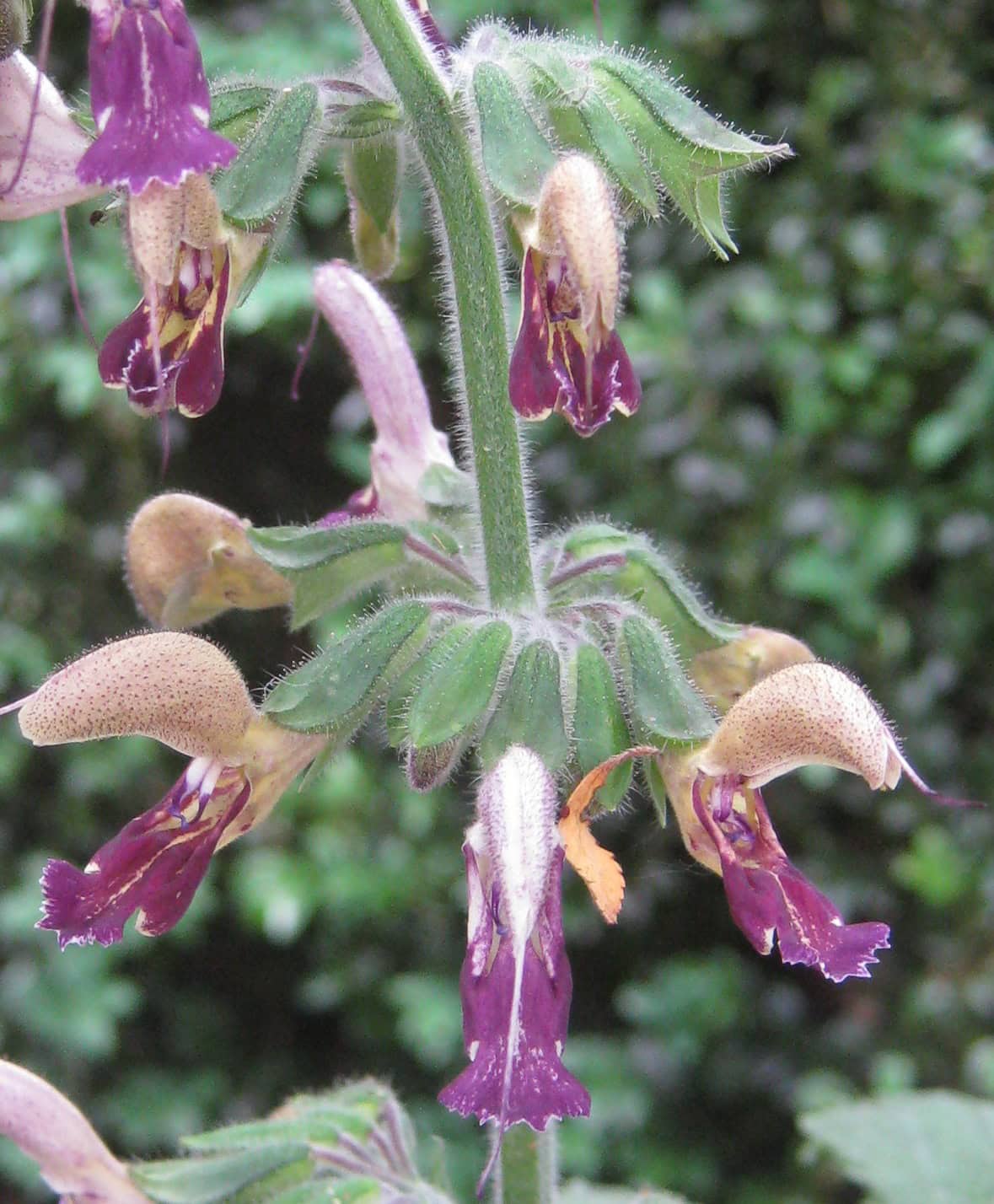 Salvia bowleyana