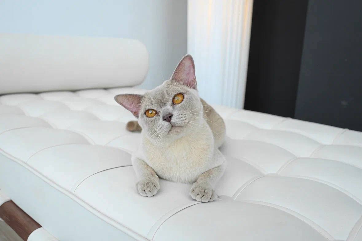 Roshell Arka Stella (bur b)