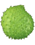 corosol