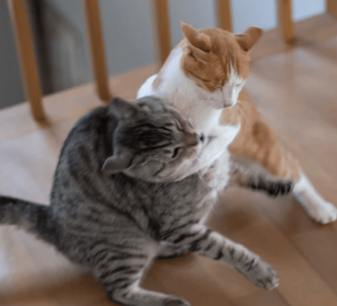 Katzen streiten sich und kämpfen