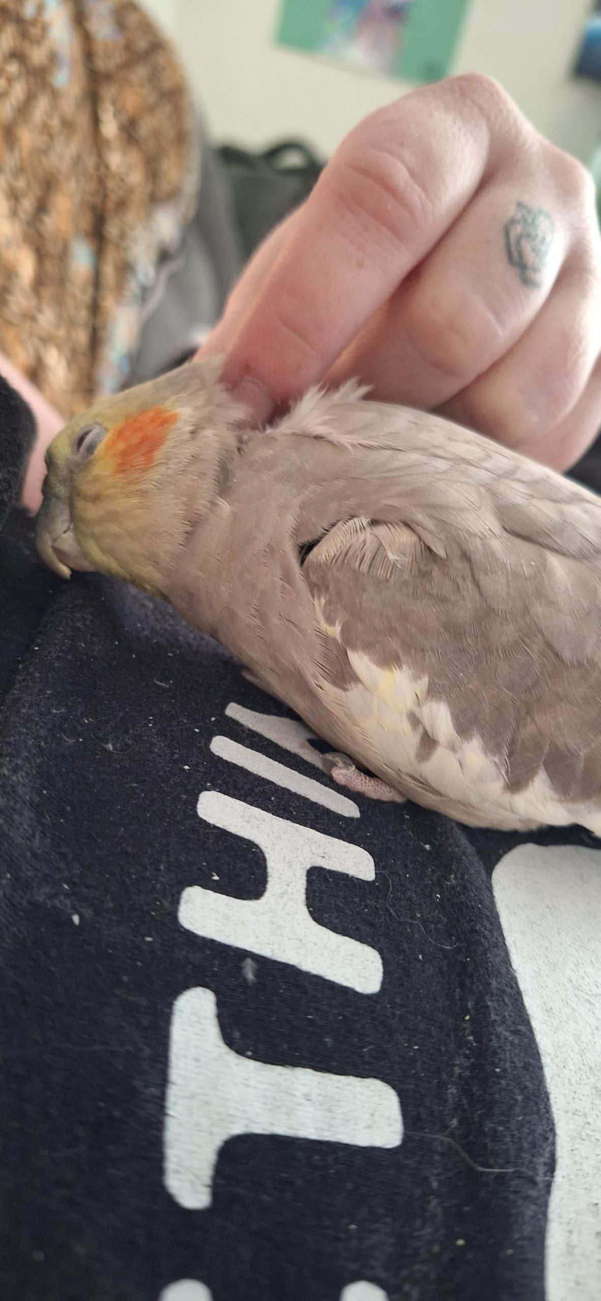Why Does My Bird Keep Chirping