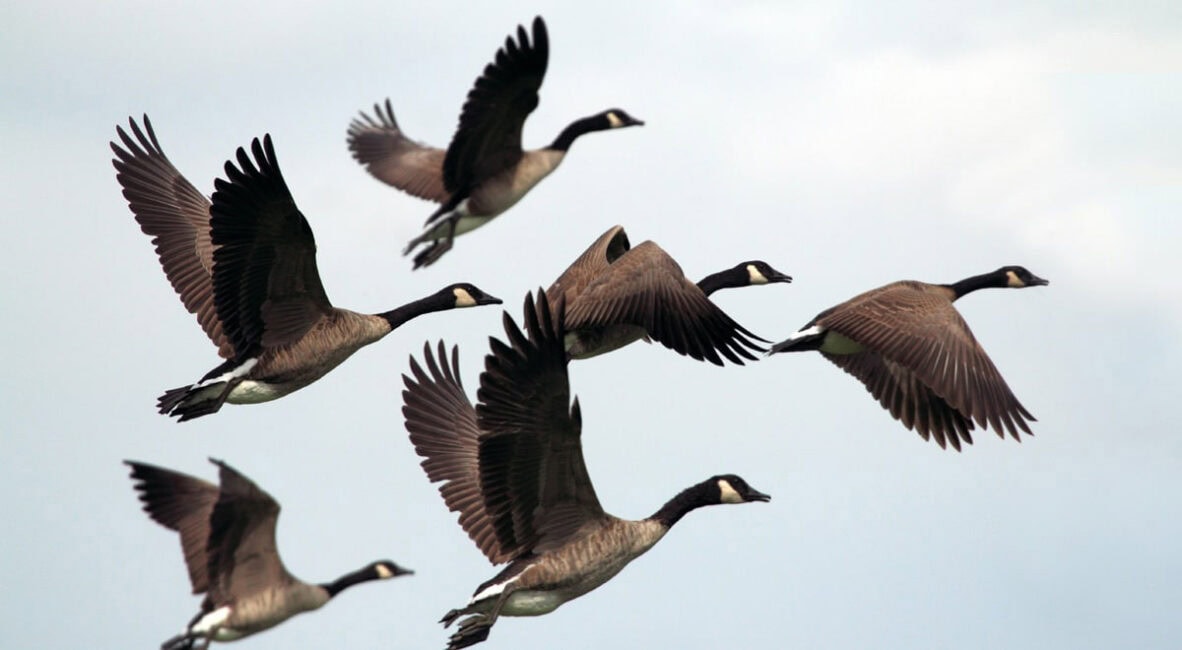 Toronto is for the birds: The 6ix receives ‘Bird-Friendly City’ certification from Nature Canada