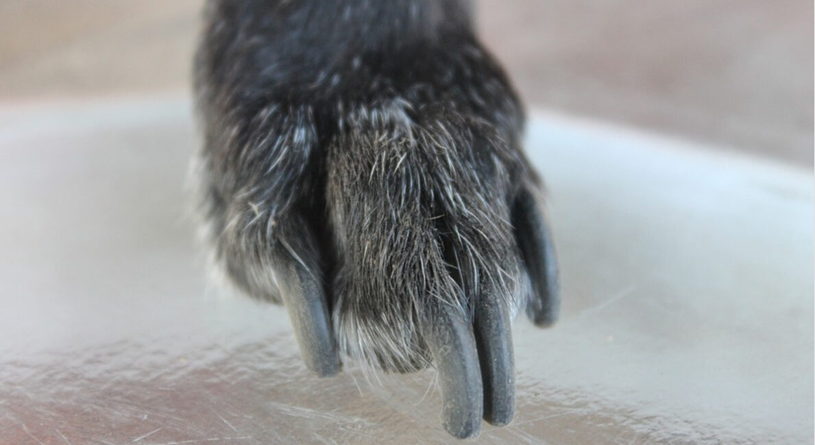 New Provincial regulations allow some pet grooming services in certain circumstances