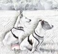 reisenundhund