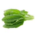 "Spinach dock" is another name for sorrel, specifically Rumex acetosa, a perennial herb with edible leaves.