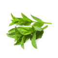 Mint, known as "pudina" in India, is a popular herb widely used in Indian cuisine for its refreshing flavor and aromatic qualities.
