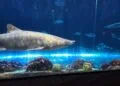Comienza la Semana de los Tiburones en SeaWorld Orlando: experiencias únicas, conservación y diversión para toda la familia