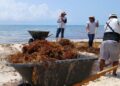 🌊VIDEO// Más marinos retirarán sargazo en Playa del Carmen