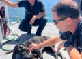 Incendie - un chien fuit le feu en nageant dans le bassin d'Arcachon