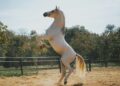 Le 30e festival Equestria ouvre ce mardi aux Haras de Tarbes avec des spectacles annoncés exceptionnels