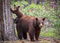Pyrénées - arrêt de l'effarouchement renforcé des Ours dans certaines estives